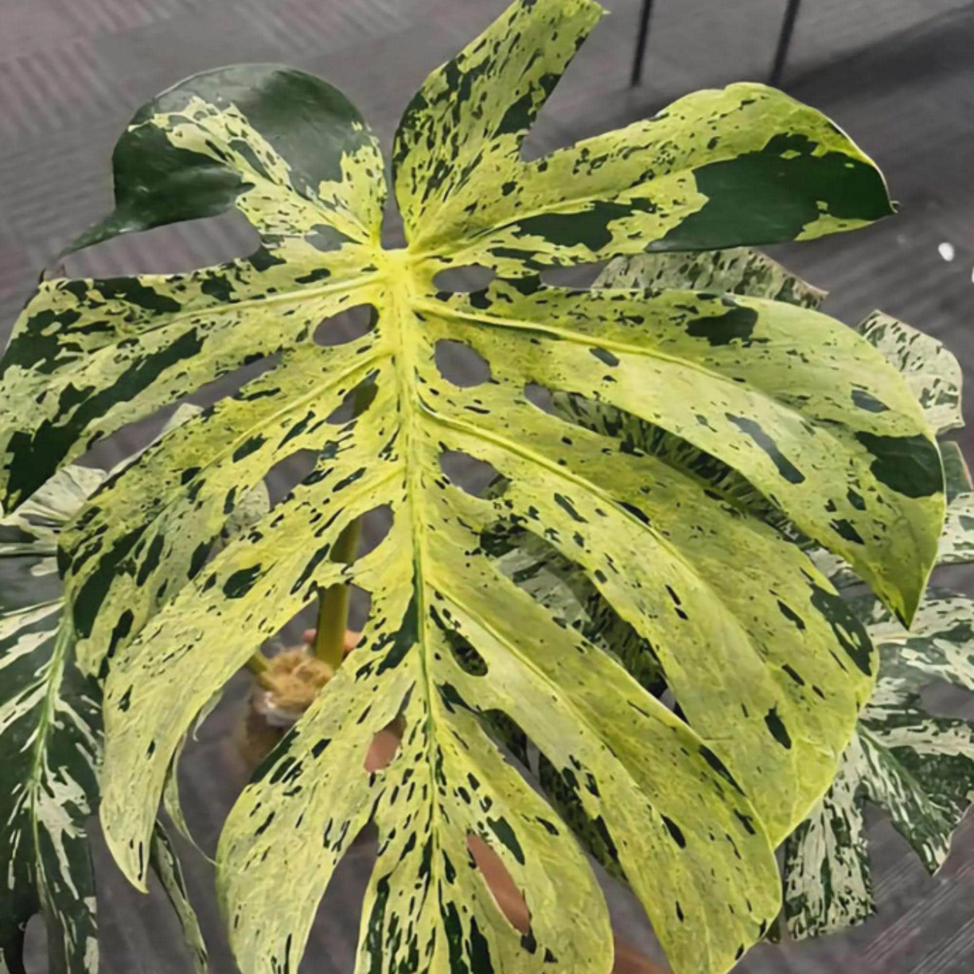 Rooted plant - Etsy sterreich