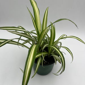 May include: A potted spider plant with long, arching green and white striped leaves. The plant is in a dark green plastic pot, set against a plain white background. The leaves are a vibrant green with creamy white stripes.