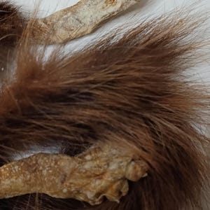 Puede incluir: Primer plano de una pata de animal disecada con pelaje marrón y una almohadilla clara y texturizada. El pelaje es de un color marrón oscuro intenso. La almohadilla tiene una superficie rugosa e irregular.