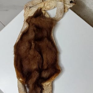 Puede incluir: Una piel de animal disecada, con un cuerpo y cola de pelaje marrón, y patas y cabeza de color beige. La piel se exhibe sobre una superficie blanca, mostrando los colores y texturas naturales del pelaje.