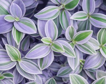 2 Lavender Star Wandering Jew Cuttings: Trailing Houseplant for Hanging Baskets