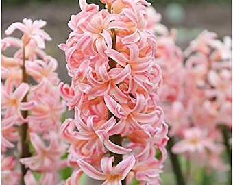10 Gypsy Queen Hyacinth Bulbs Bare Root Fragrant Spring Flower Bulbs Indoor Outdoor Garden Planting Decor