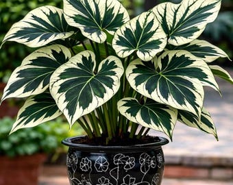 Ivory Eclipse Caladium Bulbs | Rare White Black Tropical Foliage Plant