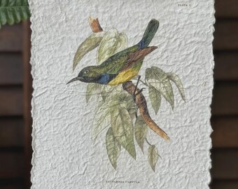 Betörender Vogeldruck No.2