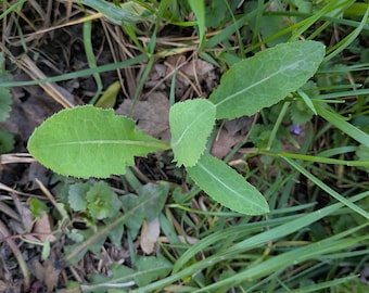 2 freshly dug Elecampane Seedling (Zones 3-9)