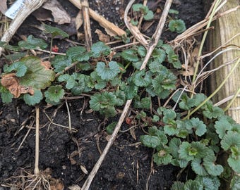 Pianta tappezzante di Eleusine crus-galli appena dissotterrata