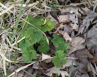 Piantina di Leonurus cardiaca appena estratta dal terreno (zone 3-9)