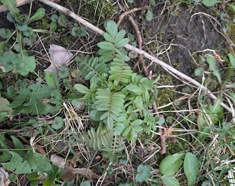 valeriana recién desenterrada