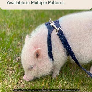 May include: A dark blue harness with a white polka dot pattern worn by a light-coloured pig. The harness features metal hardware and a matching leash. Text on the image reads 100% Cotton Harness, Available in Multiple Patterns, and Actual Pig Gear.