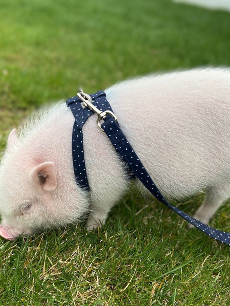 Cotton Mini Pig Harness You Choose Fabric image 1