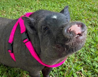 Pig Gear Solid Cotton Harness – 8 Colors to Choose From