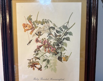 Colibrí garganta rubí, 1941, Audubon Birds of America. Lámina enmarcada de 15,5 x 13,25 pulgadas.