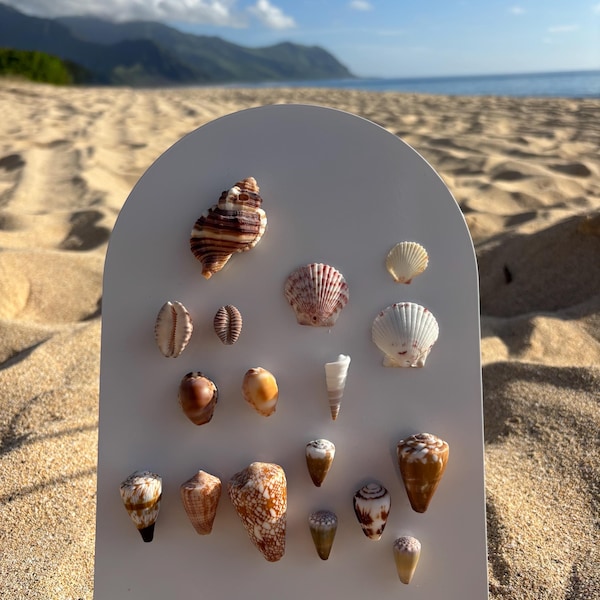 Custom Shell Magnet Set – Mix & Match from Around the World