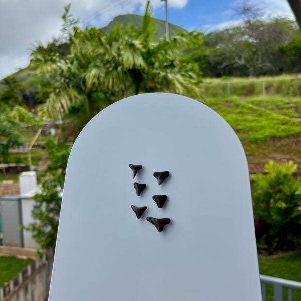 Handmade Sharks Teeth Magnet: Coastal Decor