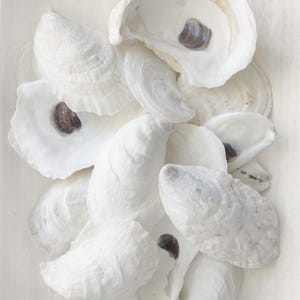May include: A collection of white oyster shells with a pearlescent sheen. The shells are arranged in a cluster, with some open to reveal a dark, oval-shaped interior. The background is a light, neutral color.
