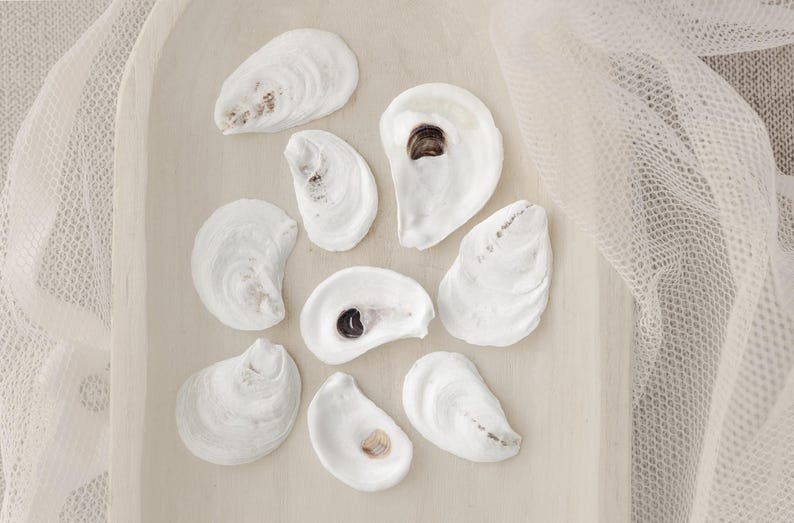50 LARGE FLATS | Natural Oyster Shells Cleaned and Ready to Craft! - Etsy