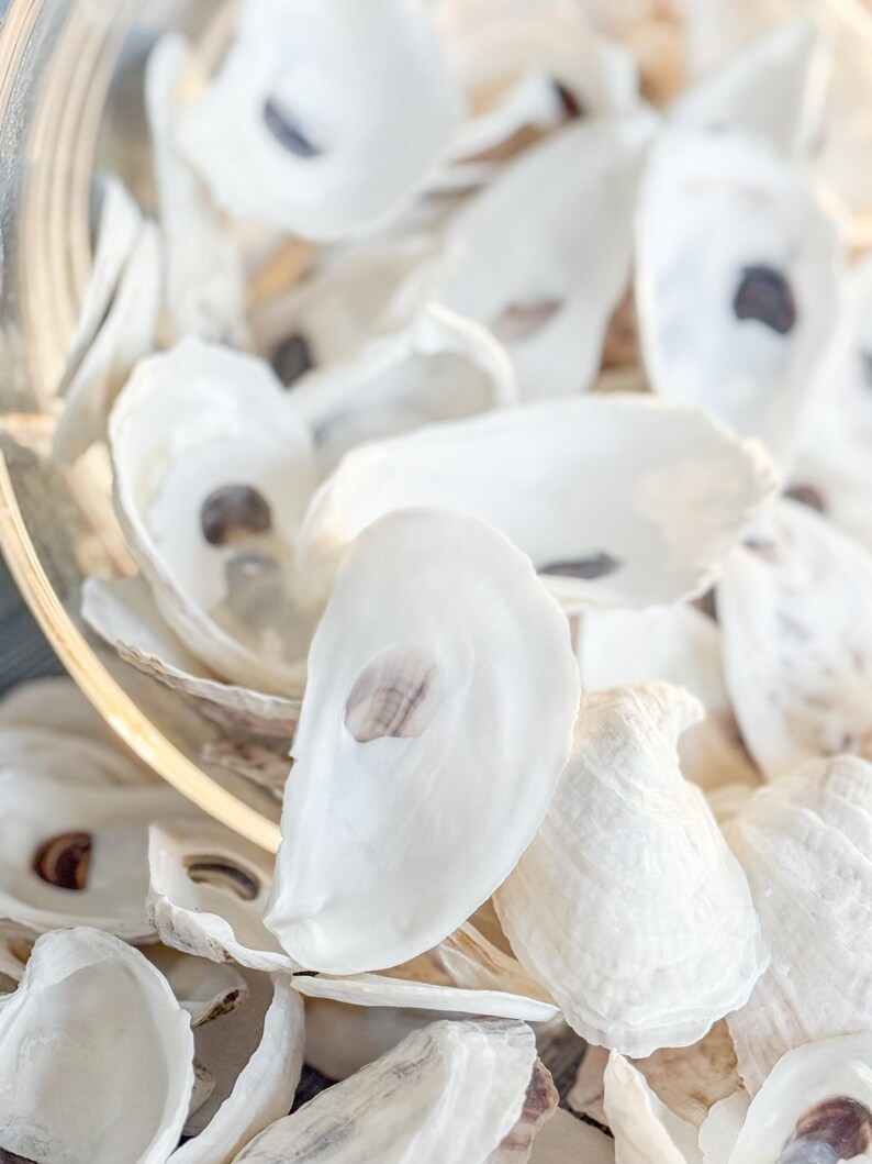 50 LARGE FLATS | Natural Oyster Shells Cleaned and Ready to Craft! - Etsy