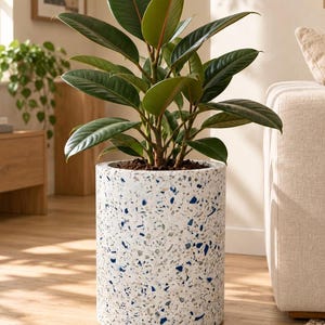 May include: A rubber plant with large, glossy, dark green oval leaves potted in a cylindrical white planter featuring a speckled terrazzo pattern with small blue and grey stone fragments embedded throughout the material.