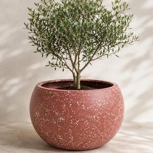 May include: A small olive tree in a round, terracotta-colored planter. The planter has a speckled white pattern. The tree has green leaves and a brown trunk. The planter is approximately 12 inches in diameter.