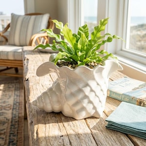 May include: A glossy white ceramic planter shaped like a conch shell containing a vibrant green fern plant with wavy leaves. The planter is filled with small, smooth, light-coloured pebbles around the base of the plant, creating a natural look.
