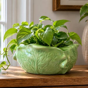 May include: A vibrant green leafy plant in a light green ceramic planter. The planter has a unique cabbage-like design. The plant is on a wooden surface near a window, with another plant in a textured pot in the background.