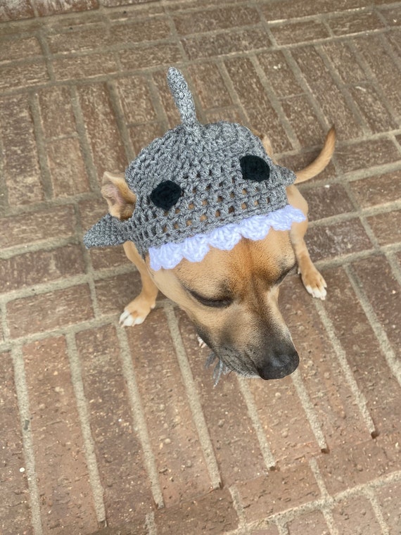 Dog top shark hat