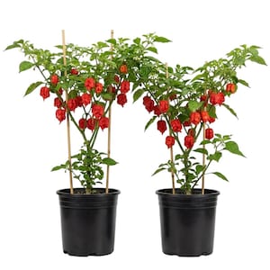 May include: Two potted Carolina Reaper pepper plants. Each plant is supported by bamboo stakes and laden with bright red, wrinkled peppers. The plants are in black plastic pots, set against a white background.