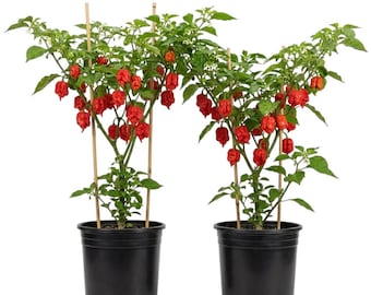 Set 2 Caroline Reaper Pepper Plants Live for Planting, Pepper Plant in Home Garden, 4-6 Inch Tall, No Pot