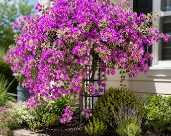 Set 2 Blueberry Ice Bougainvillea Live Plants 4-6 Inch Tall, Bougainvillea Flowering Vine Starters for Patio and Garden Growing