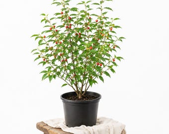 Red Strawberry Jamaican Cherry Tree Plant 4-6 Inches Tall, Tropical Fruit Plant, Live Garden Starter for Outdoor Growing
