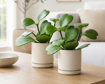 Set 2 Sweetheart Hoya Plants Live for Planting, Heart Leaf Hoya, Succulent in Home Garden, 4-8 Inch Tall, No Pot