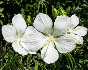 White Texas Star Hibiscus Plant Live for Planting, White Flower Hardy Hibiscus Plant in Home Garden, 4-8 Inch Tall, No Pot, No Ship TX