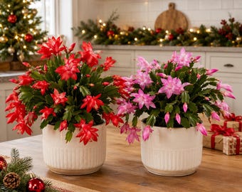 Set 2 Random Christmas Cactus Thanksgiving Cactus Plants, Holiday Tropical Cactus Live Plants in Home Garden Planting, 4-8 Inch Tall, No Pot