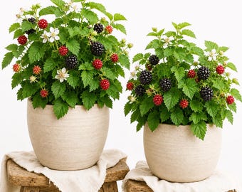 Set of 2 Sweet Boysenberry Plants 4-6 Inch Tall, Live Berry Bushes for Home Garden, Edible Fruit Plant