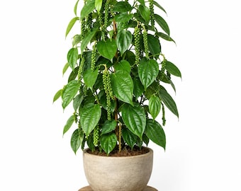 Black Pepper Plant Live, Piper Nigrum 4-6 Inch Tall Tropical Pepper Vine Starter for Patio, Container and Indoor Garden Growing, No Pot