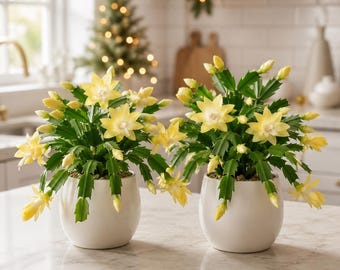 Set 4 Yellow Christmas Cactus Thanksgiving Cactus Plants, Holiday Tropical Cactus Live Plants in Home Garden Planting, 4-8 Inch Tall, No Pot