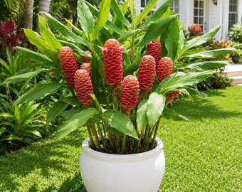 Shampoo Ginger Plant Live for Planting, Zingiber Zerumbet, Red Shampoo Ginger, Red Ginger Lily, Outdoor Growing, 4-8 Inch Tall, No Pot