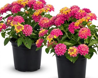 Set of 2 Lantana Athens Rose Live Plants 4-6 Inch, Vibrant Multi-Color Blooms, Long Blooming Tropical Flowers for Patio and Garden