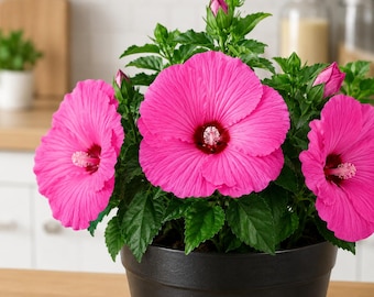 Hibiscus Luna Rose Plant Live for Planting, Pink Hardy Hibiscus Plant in Home Garden, 4-8 Inch Tall, No Pot, No Ship TX