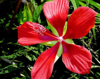 Red Texas Star Hibiscus Plant Live for Planting, Red Flower Hardy Hibiscus Plant in Home Garden, 4-8 Inch Tall, No Pot, No Ship TX