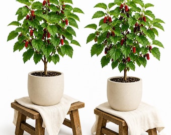 Set of 2 Red Mulberry Trees 4-6 Inches Tall, Live Mulberry Fruit Plants, Easy Grow Garden Starter