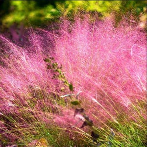 May include: A field of pink muhly grass, with feathery, cloud-like blooms. The image shows a close-up of the pink grass, with green foliage in the background. The pink grass is the focal point, creating a soft, textured appearance.