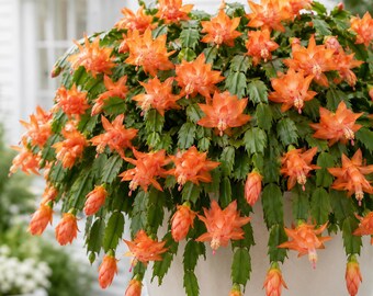 Set 2 Orange Christmas Cactus Thanksgiving Cactus Plants, Holiday Tropical Cactus Live Plants in Home Garden Planting, 4-8 Inch Tall, No Pot
