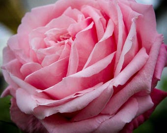 Belinda's Dream Plant Pink Rose Bush Heirloom Rose Plant Shrub Plant for Planting Outdoors, 4-6 Inch Tall, No Pot