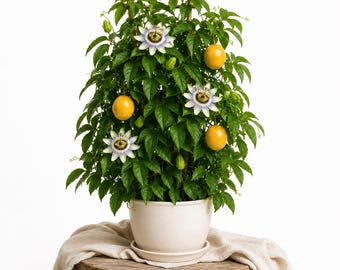 Jamaican Golden Passionfruit Live Plant, 4-6 Inch Tall Passionflower Vine Starter for Patio, Container and Tropical Garden Growing