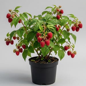 May include: A raspberry plant in a black pot, laden with ripe, red raspberries. The plant has green leaves and brown stems, and is set against a light gray background. The image showcases the plant's vibrant fruit and foliage.