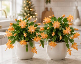 Set 4 Orange Christmas Cactus Thanksgiving Cactus Plants, Holiday Tropical Cactus Live Plants in Home Garden Planting, 4-8 Inch Tall, No Pot