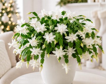 Set 2 White Christmas Cactus Thanksgiving Cactus Plants, Holiday Tropical Cactus Live Plants in Home Garden Planting, 4-8 Inch Tall, No Pot