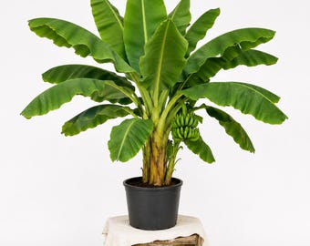 Grand Nain Banana Live Plant, 4-6 Inch Tall Dwarf Cavendish Banana Tree Starter for Patio, Container or Tropical Garden Growing