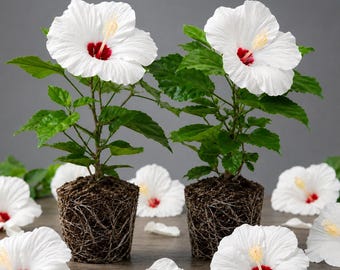 Set 2 Hibiscus Luna White Plants Live for Planting, Hardy Hibiscus Plant in Home Garden, 4-8 Inch Tall, No Pot, No Ship TX